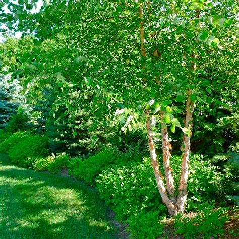 10 Fast Growing Trees To Fill Out Your Landscape River Birch Trees
