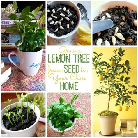 Grow A Lemon Tree From Seed In Your Own Home Grow Citrus Indoors