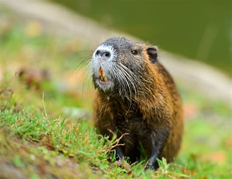 How To Get Rid Of Muskrats From Home How To Get Rid Of Groundhogs