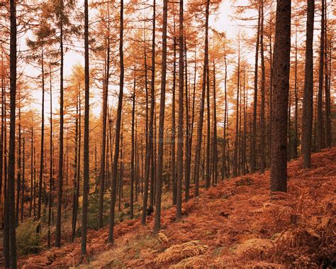 Pine Forest At Autumn Sunset Picture And Hd Photos Free Download On