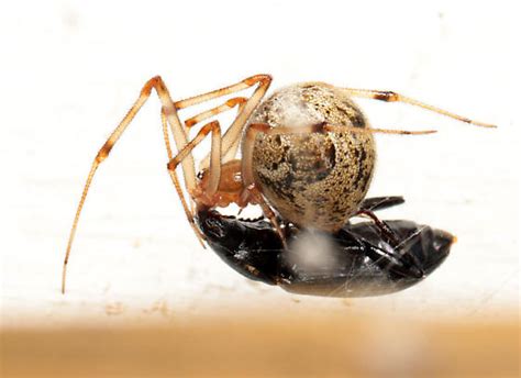 Parasteatoda Tepidariorum Bugguidenet