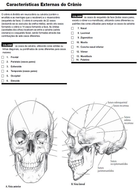 Atividade ossos crânio e face Anatomia Humana I