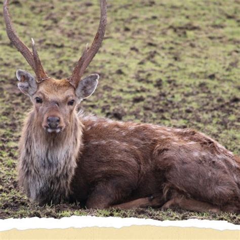 Sika Deer