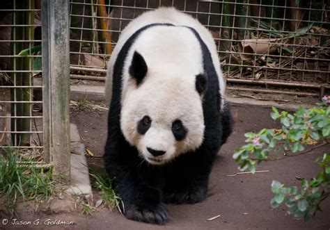 Youll Never Believe What It Costs To Rent A Panda From China