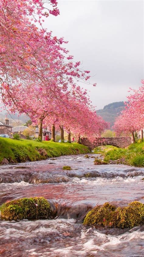 Sakura Trees Beautiful Landscape Wallpapers Hd Download