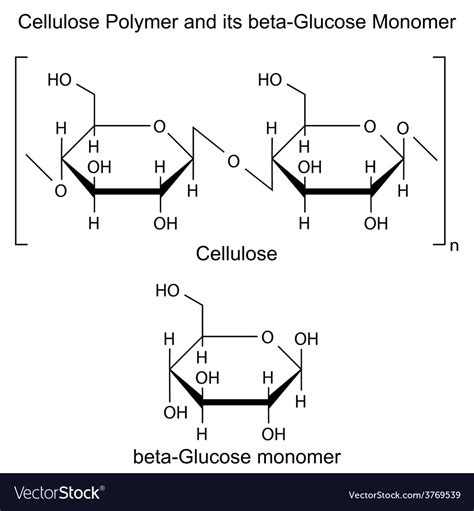 Cellulose Polymer Structure Molecule Royalty Free Vector
