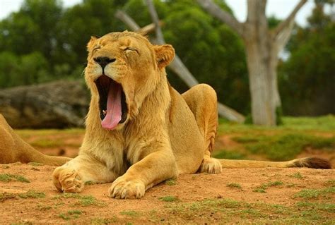 25 Cute Photos Of Animals Yawning Animals Zone