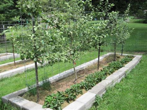 Designing A Fruit Garden Fruit Garden Layout Fruit Trees Garden