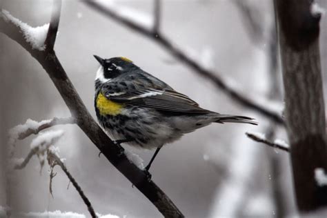 Image1 Birds Calgary