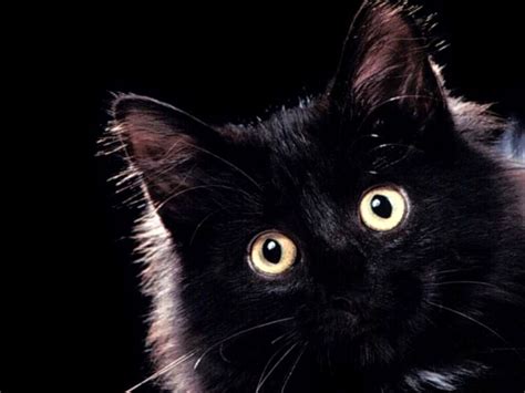 Black Kittens Wallpapers Wallpaper Cave