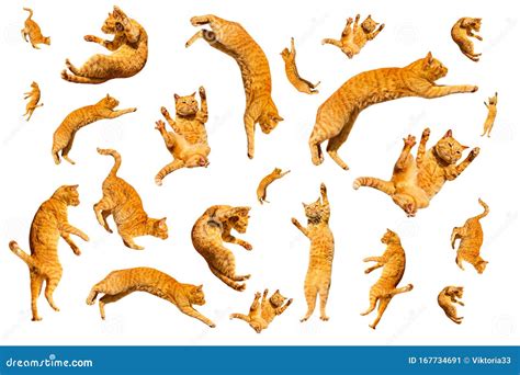 Many Ginger Flying And Jumping Funny Cats Isolated On A White