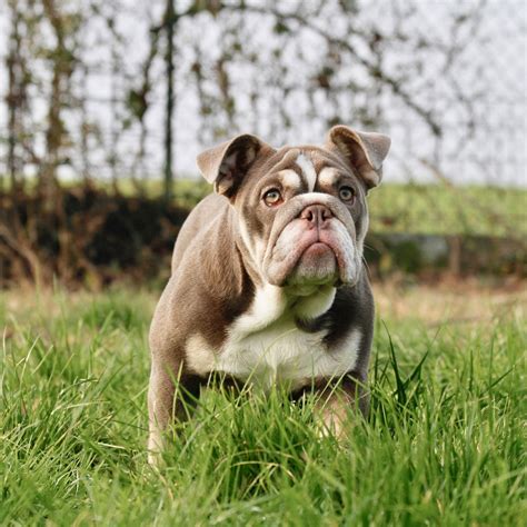 63 Exotic English Bulldog Pic Bleumoonproductions