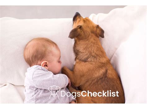 Why Are Dogs Protective Of Babies Find Out