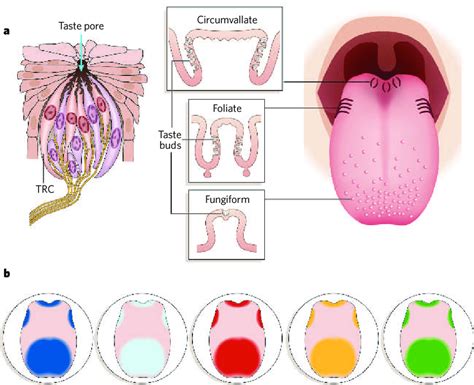 Taste Receptor Cells Buds And Papillae A Taste Buds Left Are