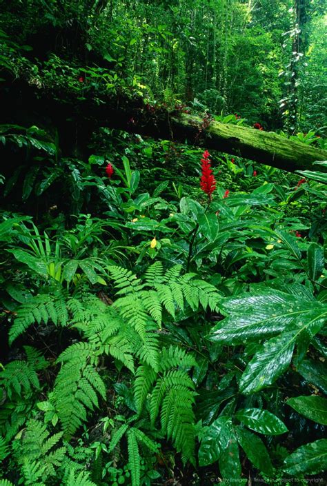 Lluvia Tropical Bosque Jamaica 열대정원 열대 우림 풍경 수채화
