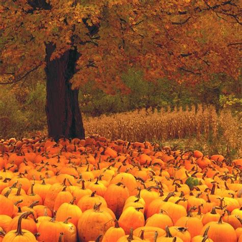 20 Beautiful Fall Pictures With Pumpkins