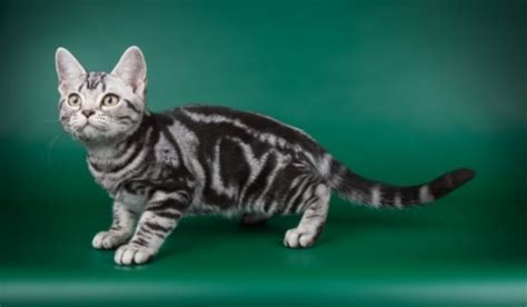 Famous Cat Breeds With Stripes
