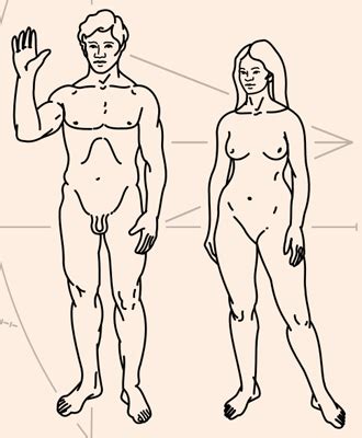 Men Vs Women Our Key Physical Differences Explained Live Science