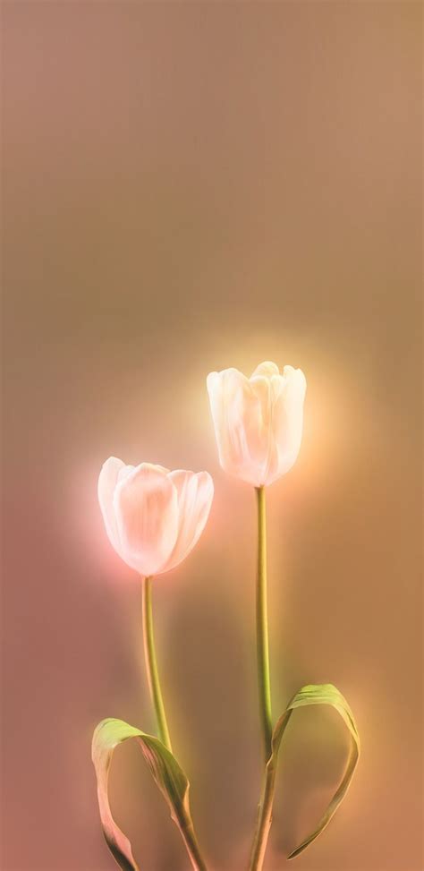 Pin By Nicolemaree On Tulip Wallpaper Leaves Wallpaper Iphone