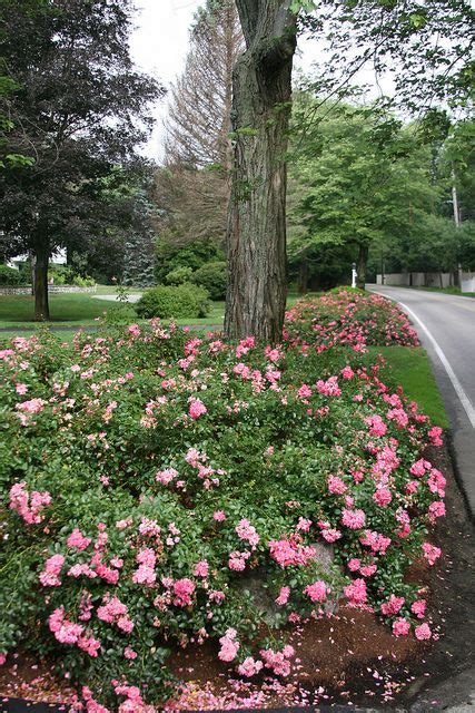 Flower Carpet Pink Supreme Roses Ground Cover Roses Plants Flowers