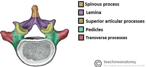 Typical Cervical Vertebrae Labeled Rwanda 24