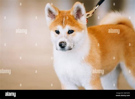 Cachorro Akita Inu Fotografías E Imágenes De Alta Resolución Alamy