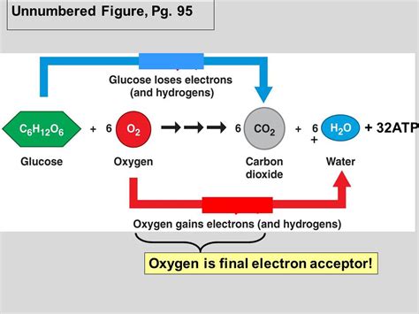 Aerobic, or respiration in the presence of oxygen, and anaerobic, or aerobic respiration requires oxygen as a reactant, and creates energy more efficiently than anaerobic respiration. - Blog