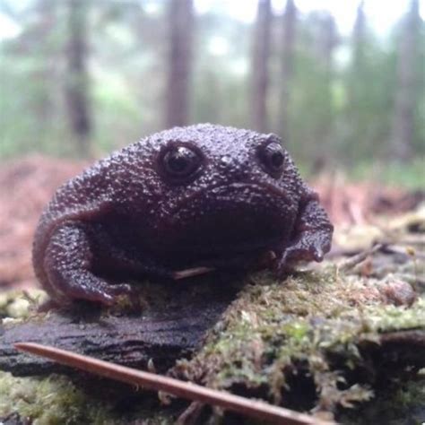 Meet Cute Black Rain Frogs That Look Like Angry Or Sad