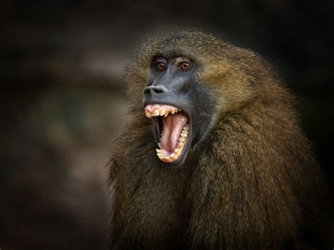 Baboons On Loose After Escaping Medical Research Facility The