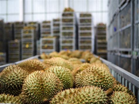 Durian farmers sell their fruit to an aggregating middleman. Durian Plantation - MBL Broga