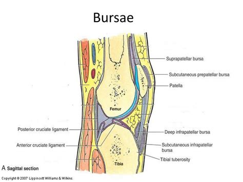 Ppt Knee Tibiofemoral Joint And Foot Powerpoint Presentation Free