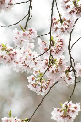 Higan Flowering Cherry Tree Iii Stock Photo Download Image Now Istock