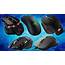 Slideshow The Best All Round Gaming Mouse