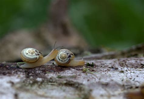Snails Pair Blur Free Image Download