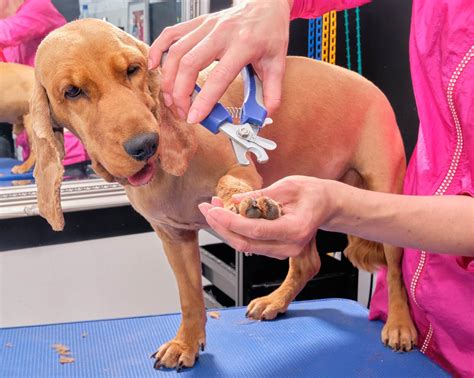 Steps How To Treat A Broken Nail Of Dog The Fit Pets