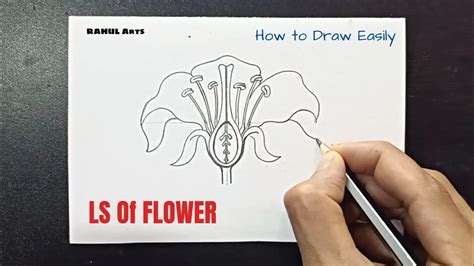 How To Draw A Flower Longitudinal Section Of A Flower YouTube