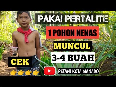 Tips agar tanaman durian cepat berbuah. cara Menanam Nenas agar berbuah banyak - YouTube