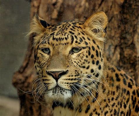 Leopard Animal Facts Panthera Pardus Az Animals
