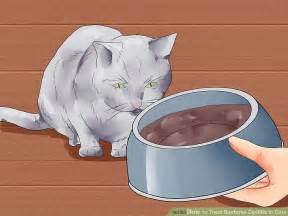 How To Treat Bacterial Cystitis In Cats Steps With Pictures