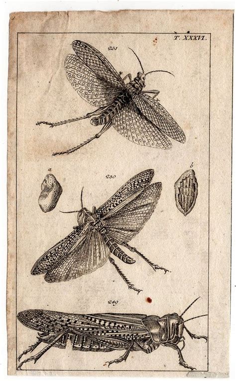 1809 Insects And Bugs Original Antique By Antiqueprintstore On Etsy