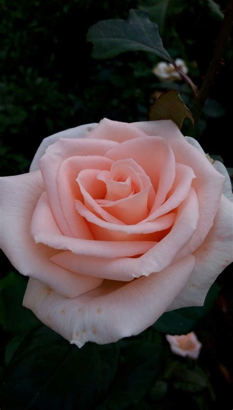 Delicate Pink Rose Flores Rosas Jardinería