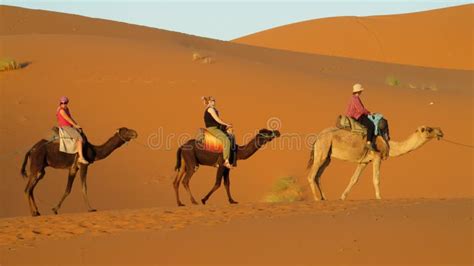 Camel Track In Desert Editorial Image Image Of Outdoors 62501440