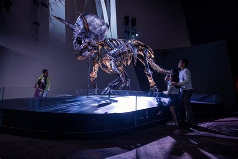 See The Worlds Most Complete Triceratops Fossil At Melbourne Museum Secret Melbourne