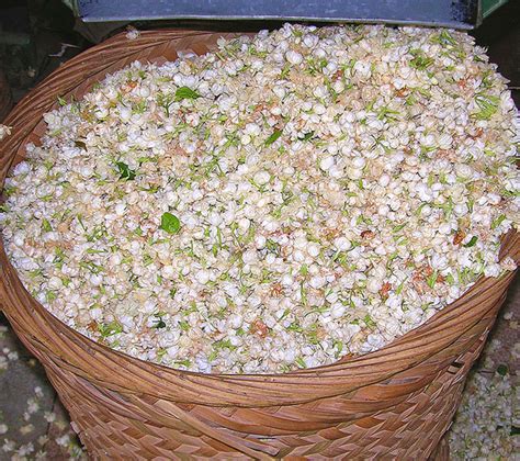 One of the most popular uses of essential oils is in aromatherapy. Jasmine Essential Oil: The Aromatherapeutic and Health ...