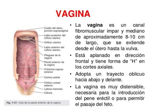 Anatomía De Los Genitales Femeninos