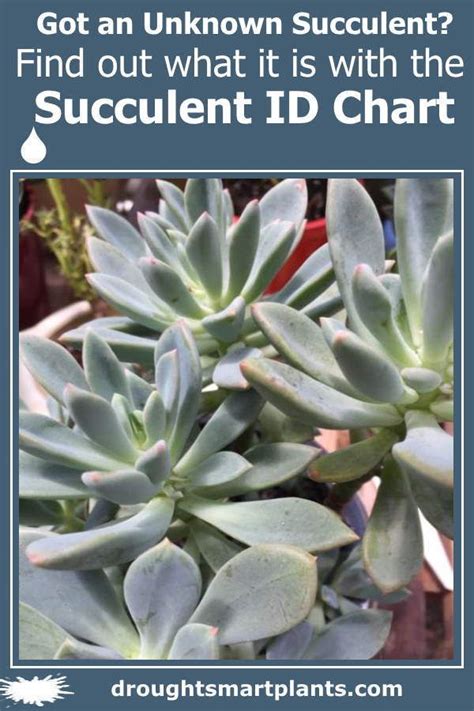 Succulent Identification Chart Find Your Unknown Plant Here Succulents Common Garden Plants