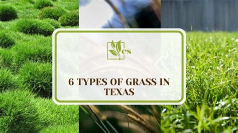 6 Types Of Grass In Texas Varieties Thriving In This State Evergreen