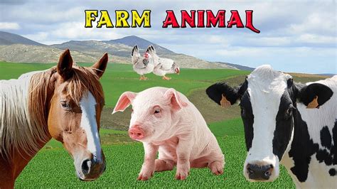 Fatos E Curiosidades Sobre Animais Da Fazenda Som Dos Animais Farm