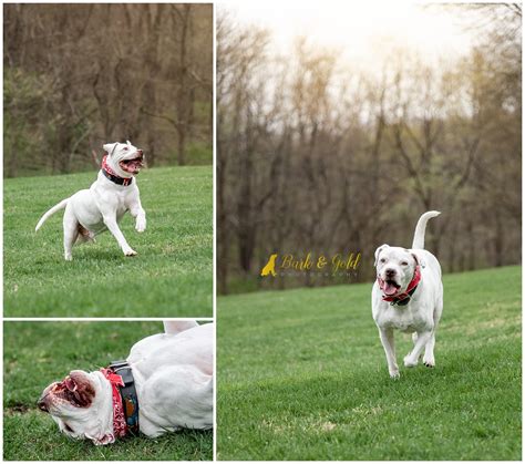 Bark And Gold Photography Pittsburgh Pet Photographer