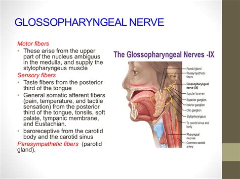 Stylopharyngeus Glossopharyngeal Nerve